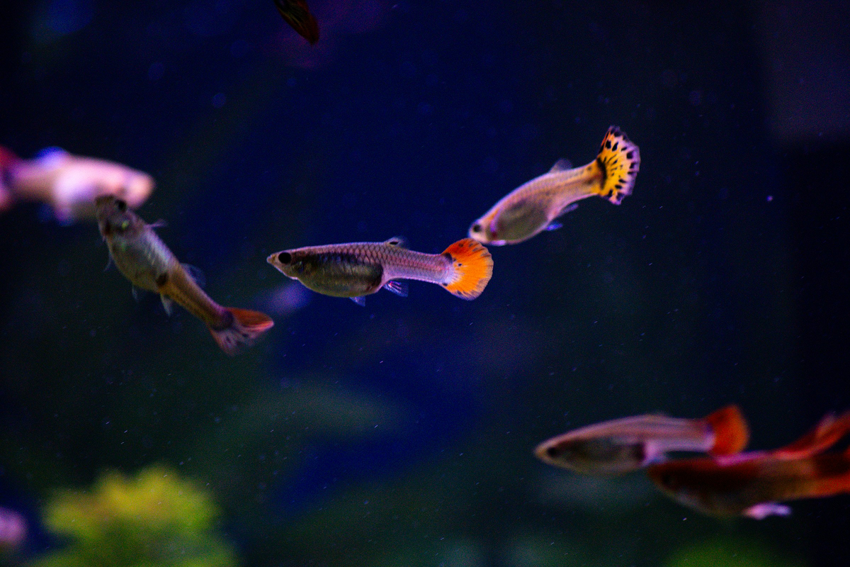 Guppies